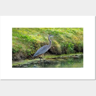 Great Blue Heron Posters and Art